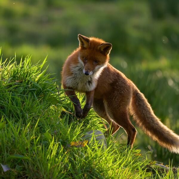 Fox 1277