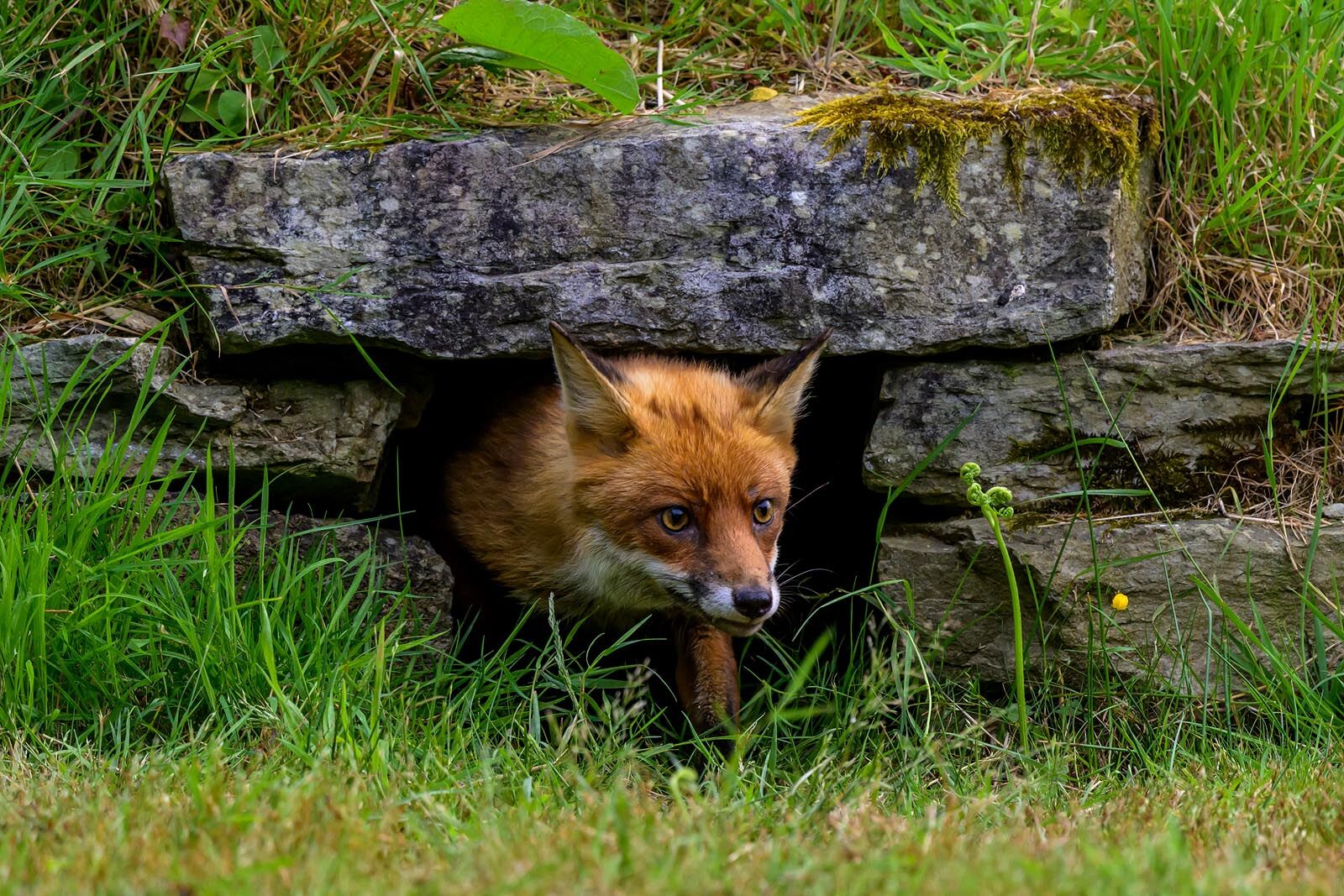 Vixen 1461