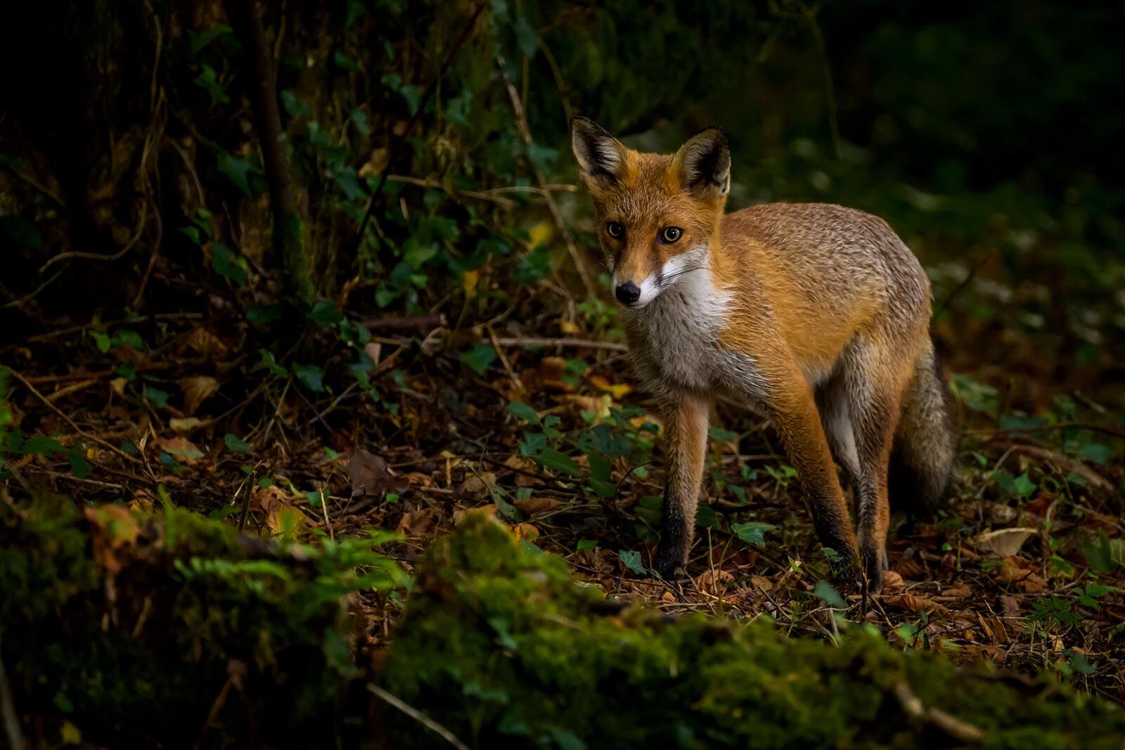 Young Fox 1732