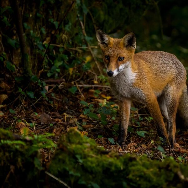 Young Fox 1732