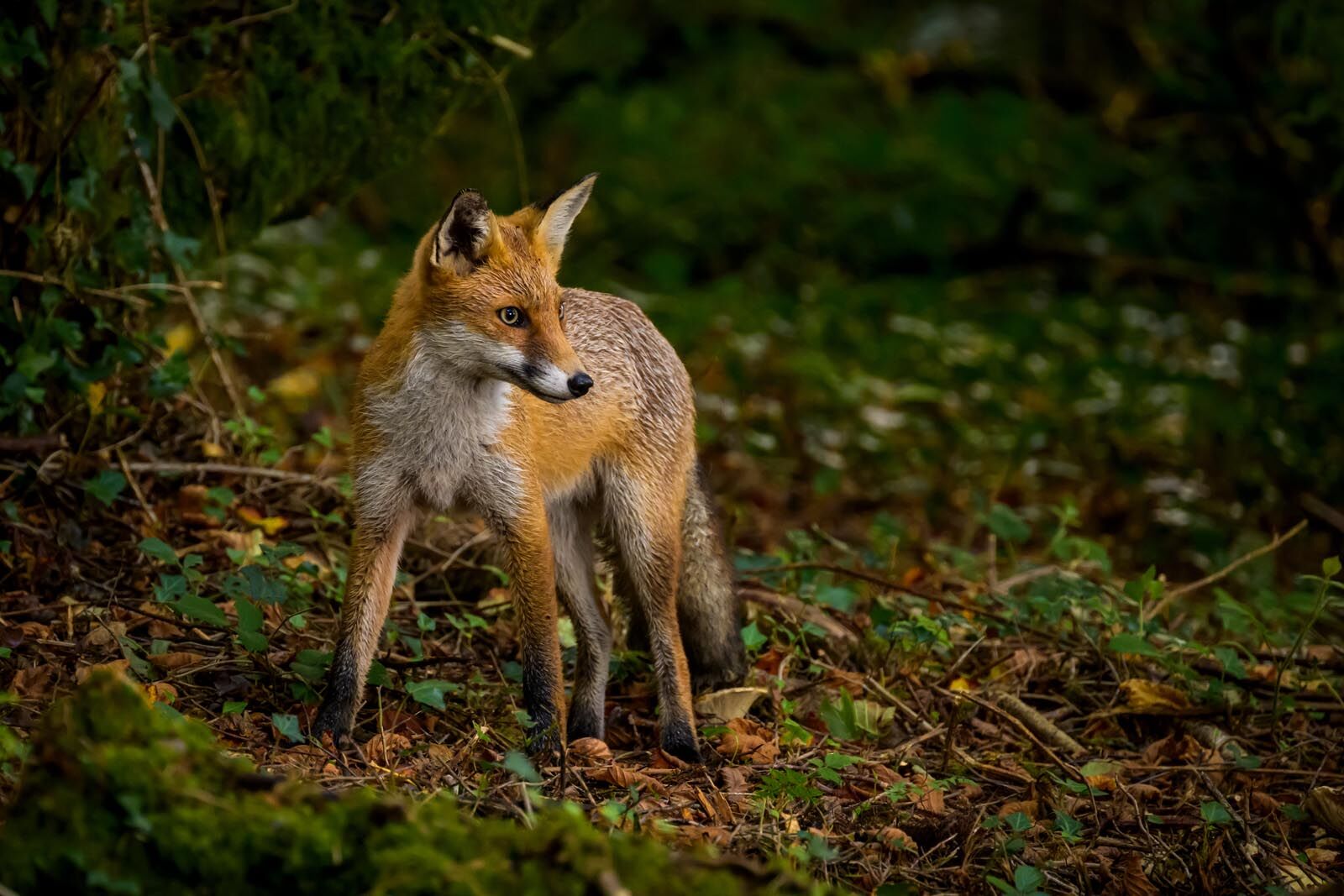 Young Fox 1756