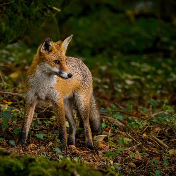 Young Fox 1756