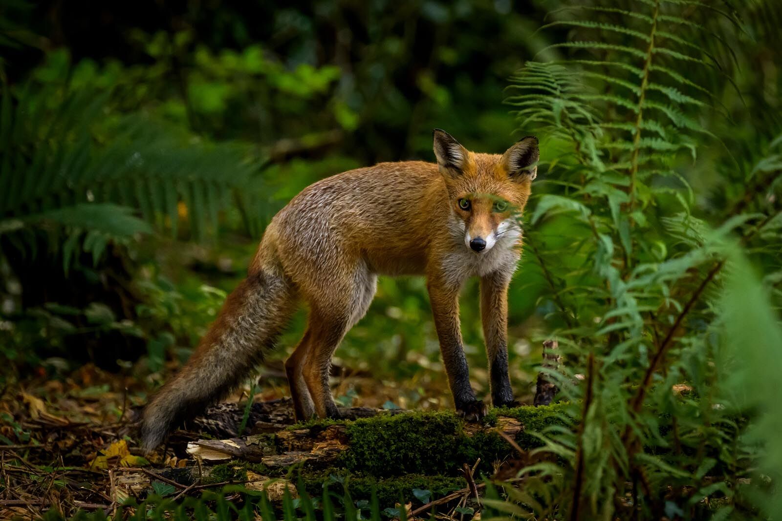 Young Fox 1803
