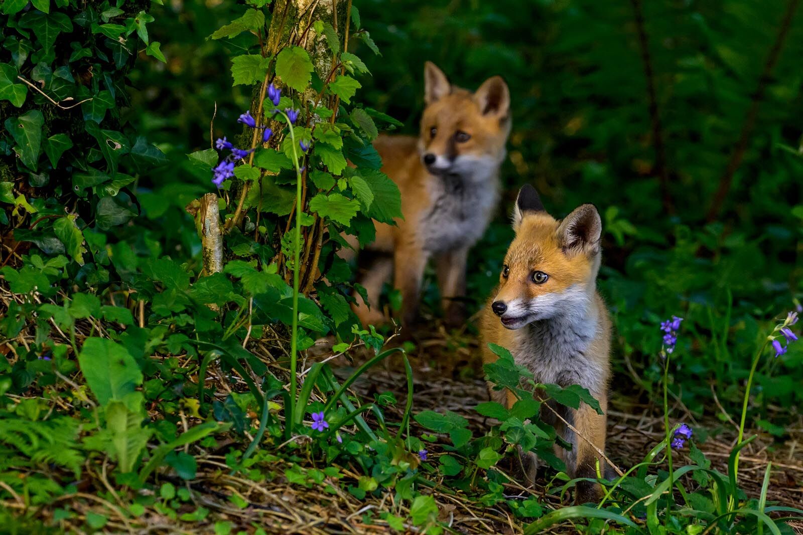 Fox Cubs 3596