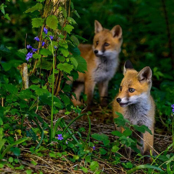 Fox Cubs 3596