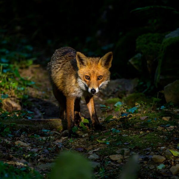 Vixen 4554