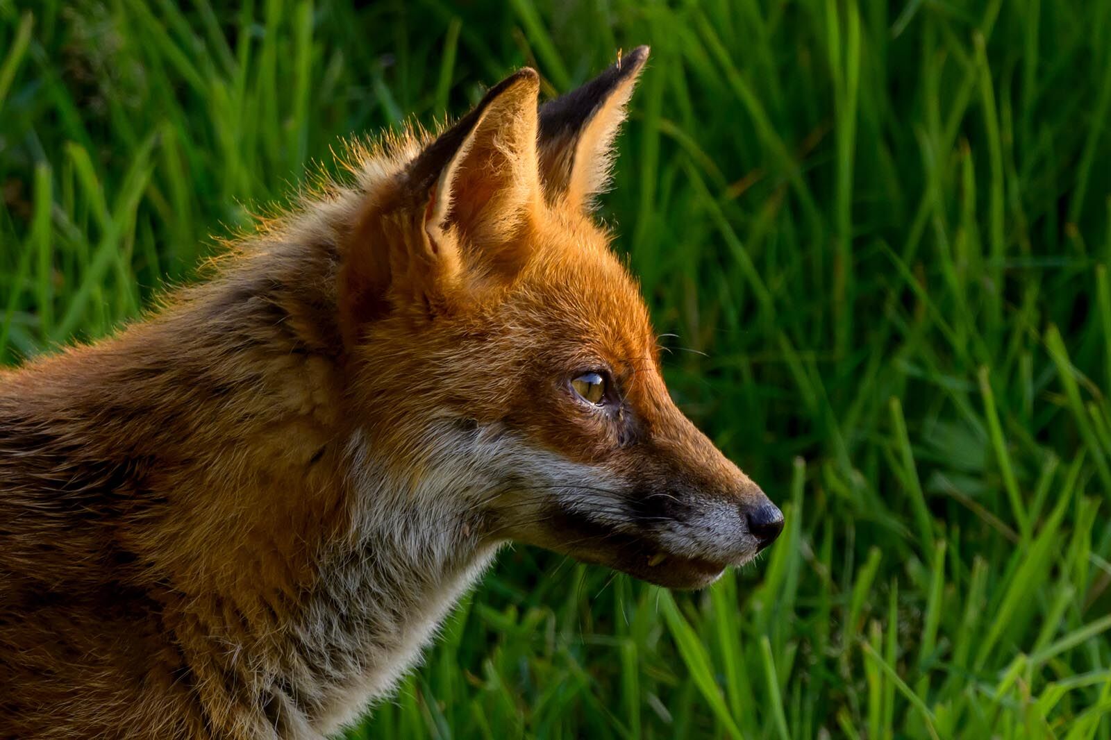 Fox 5045