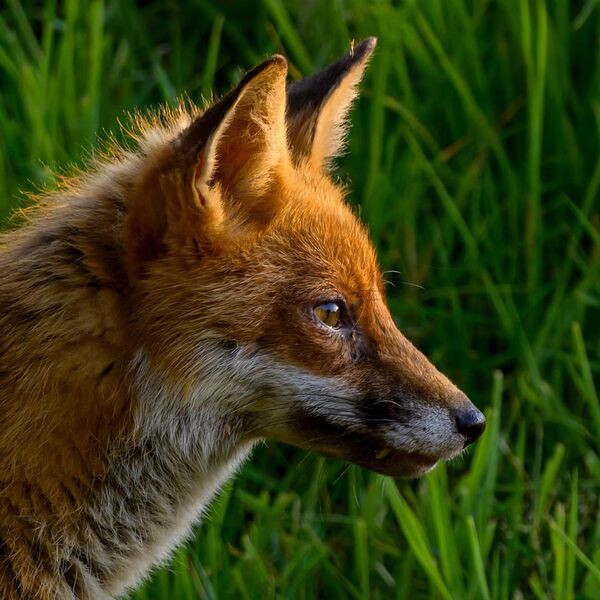 Fox 5045