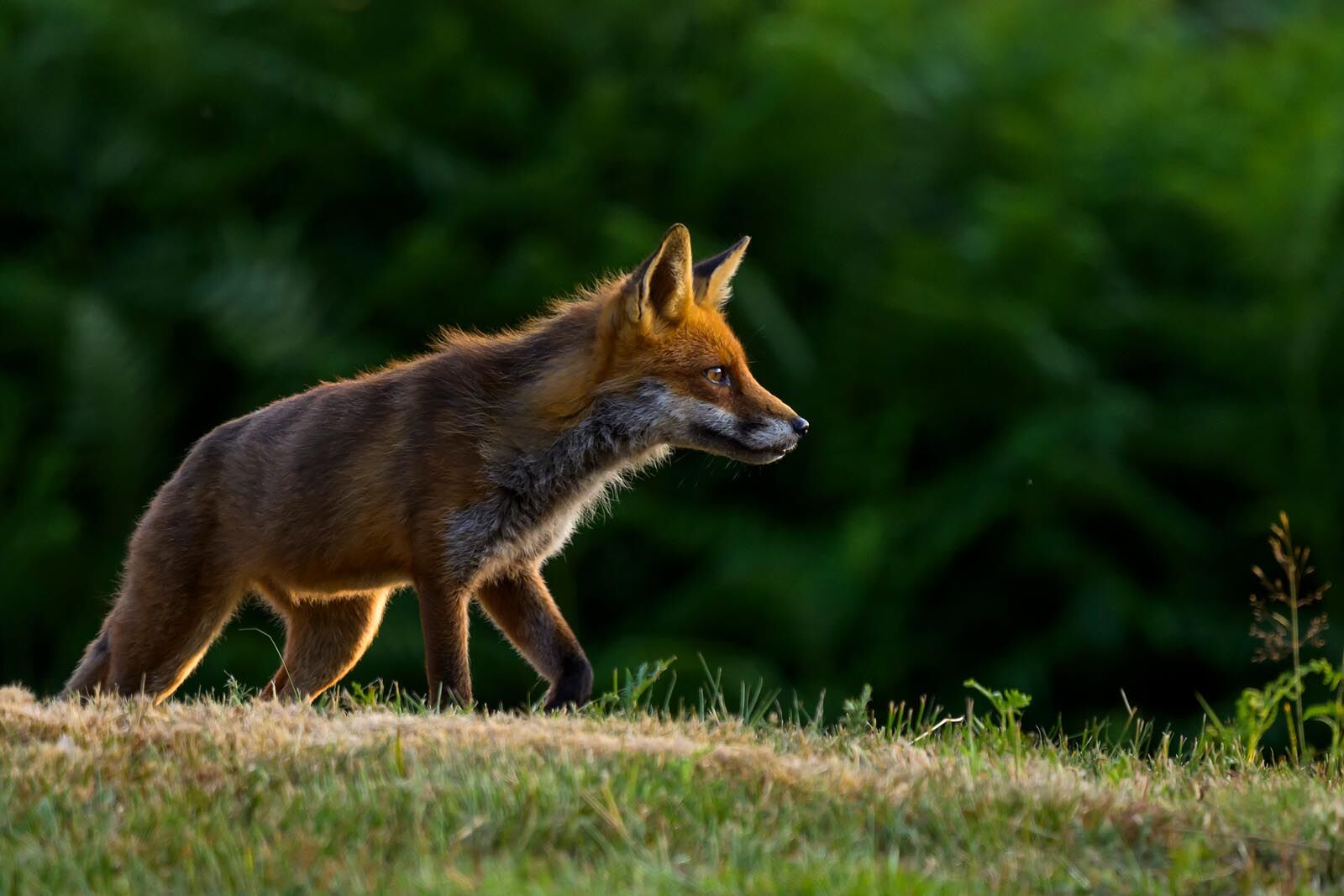 Fox 5168