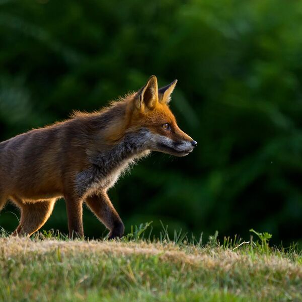 Fox 5168