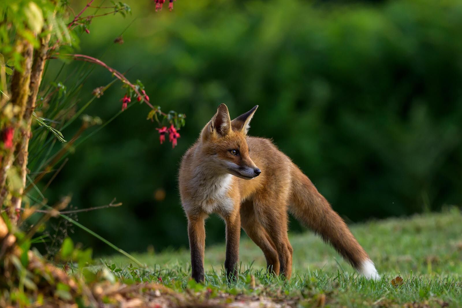 Young Fox 5268