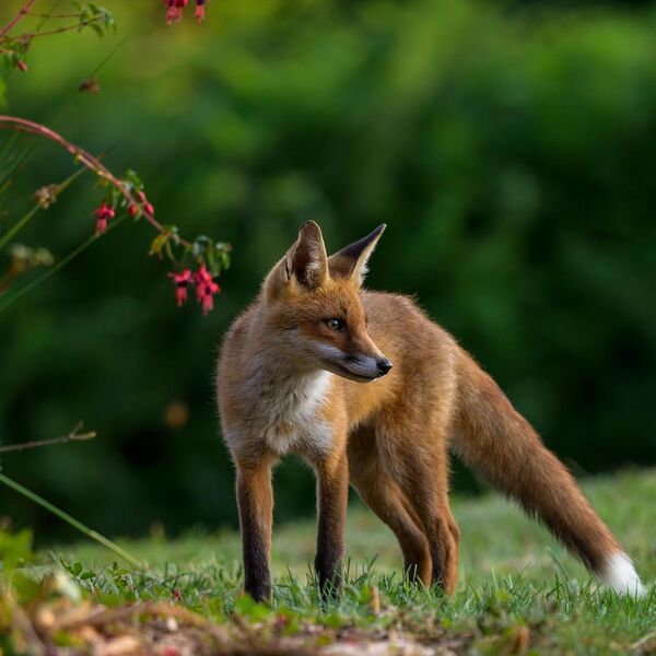 Young Fox 5268