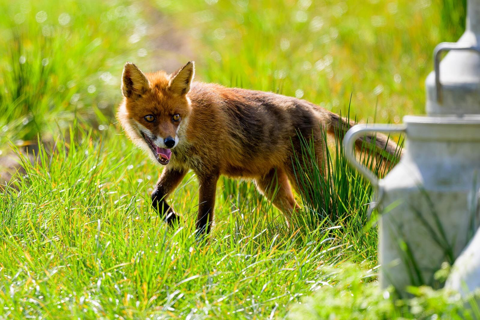 Fox 5286