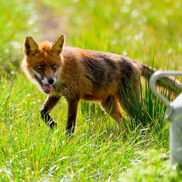 Fox 5286