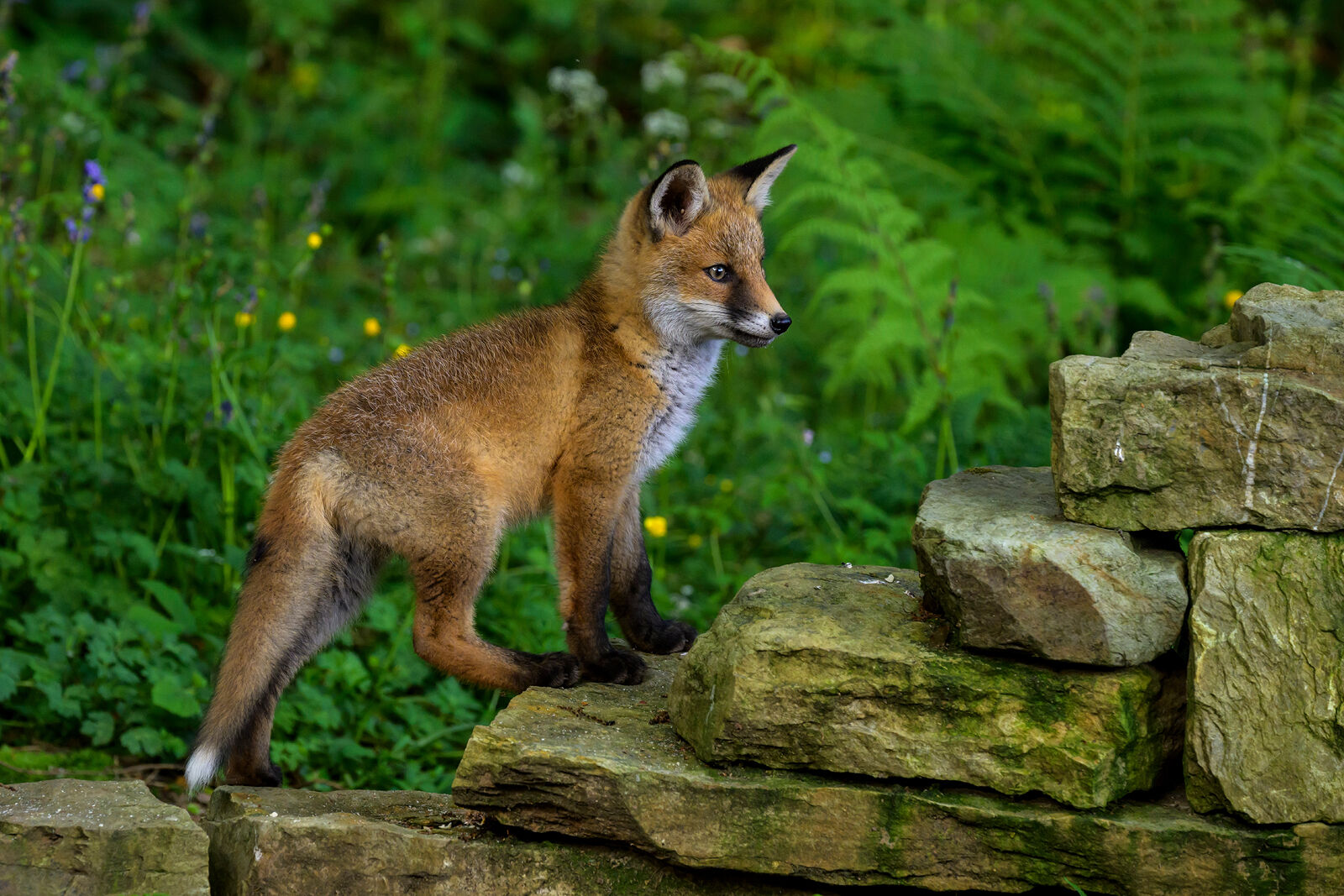Fox Cub 5726