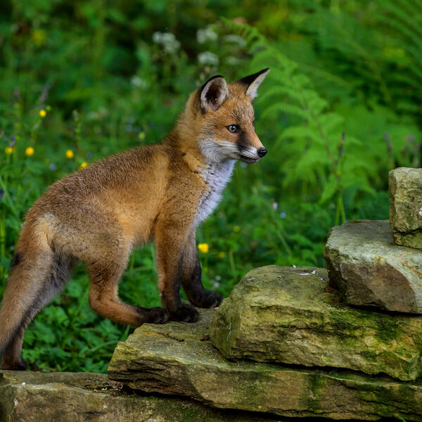 Fox Cub 5726
