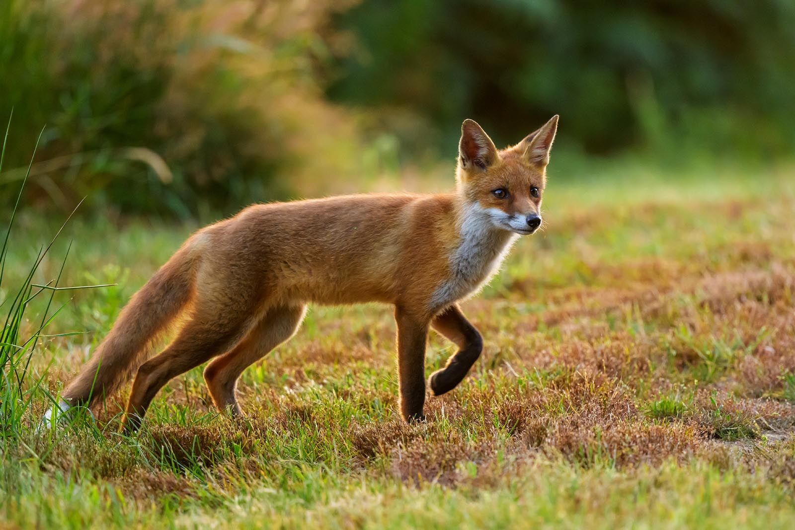 Fox Cub 5994