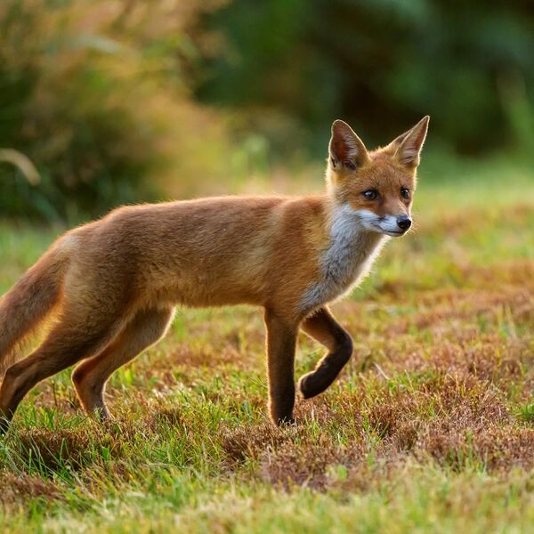 Fox Cub 5994