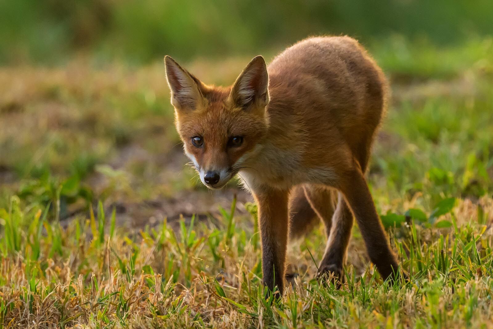 Fox Cub 6013