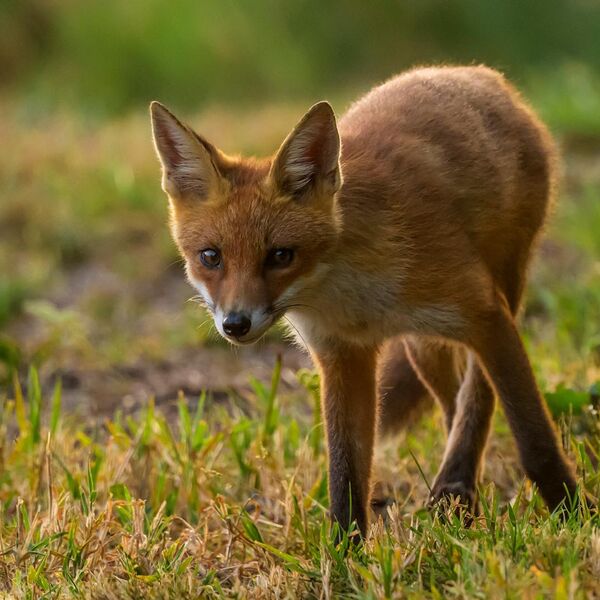 Fox Cub 6013