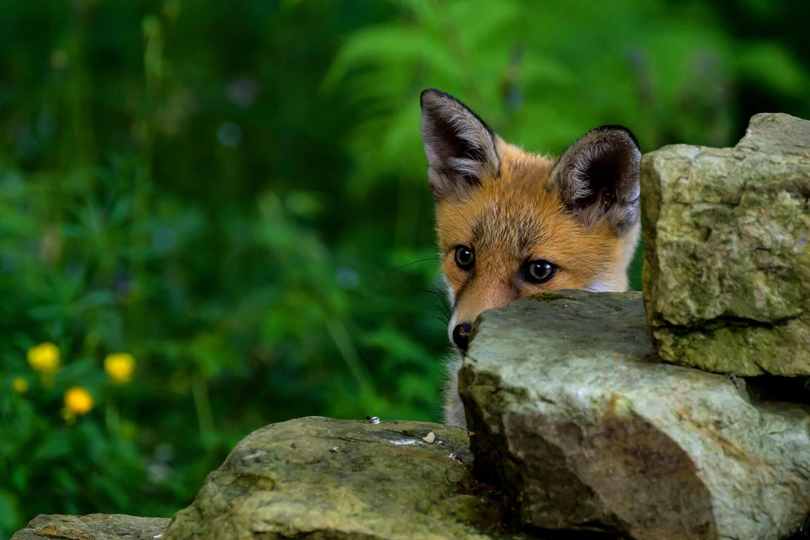 Fox Cub 6382