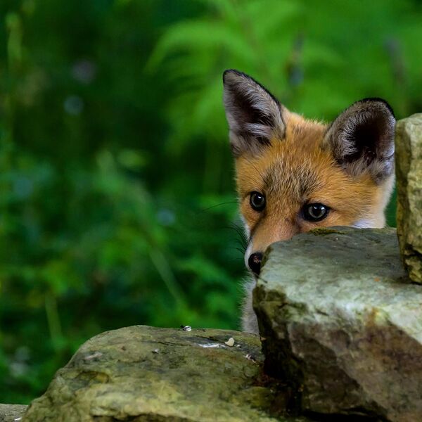 Fox Cub 6382