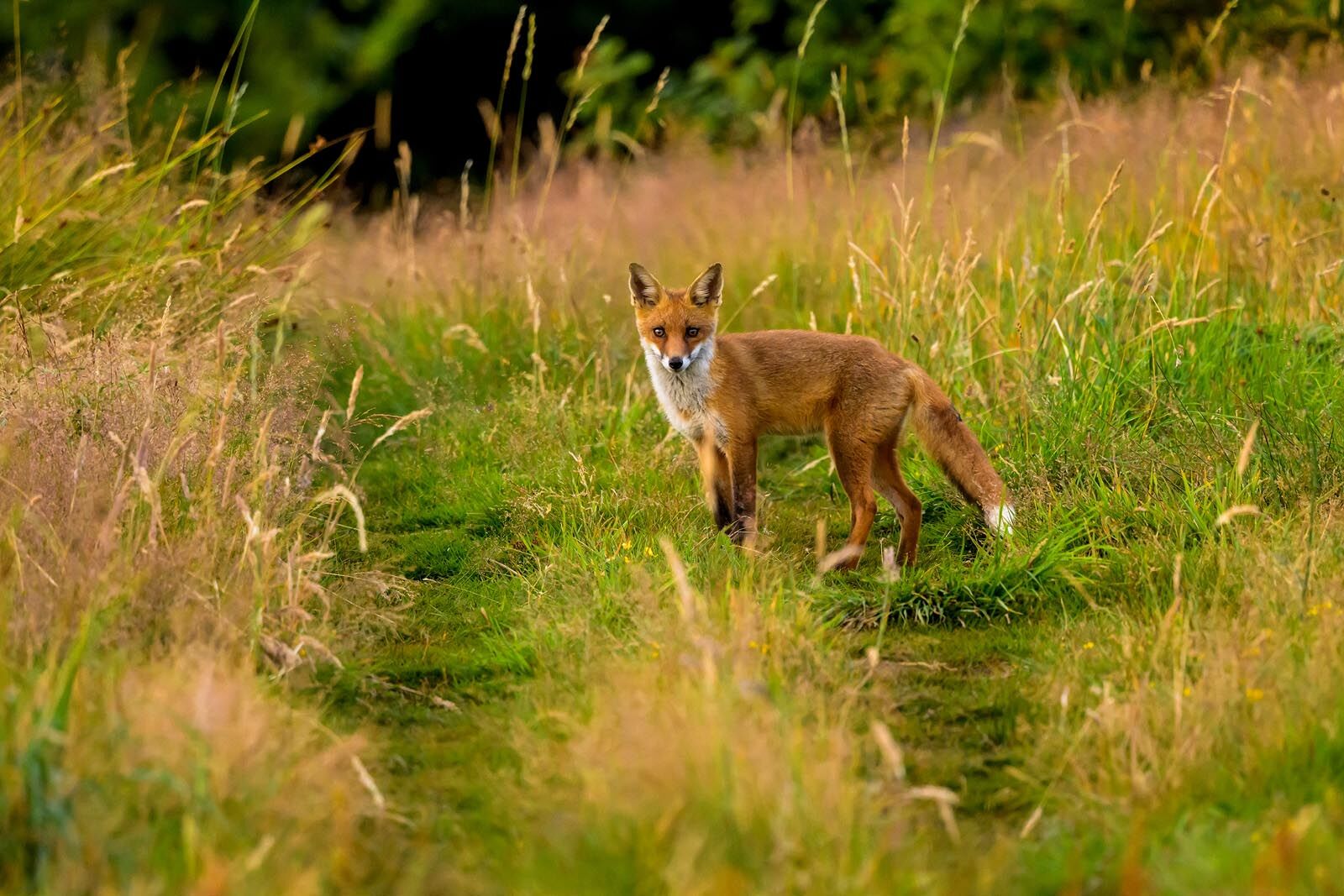 Young Fox 6878