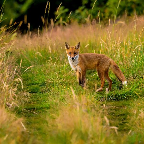 Young Fox 6878