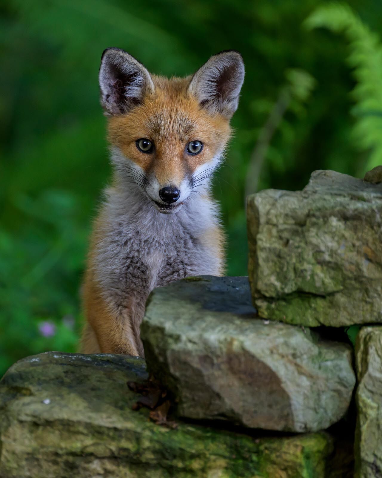 Fox Cub 7355