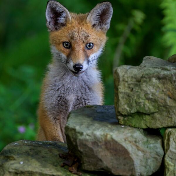 Fox Cub 7355