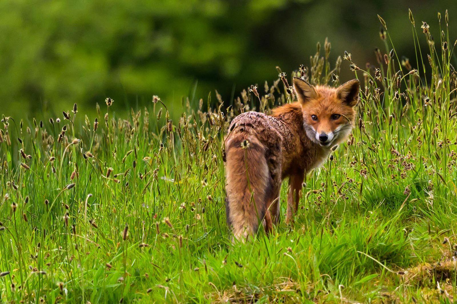 Fox 9040