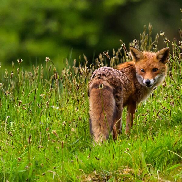 Fox 9040