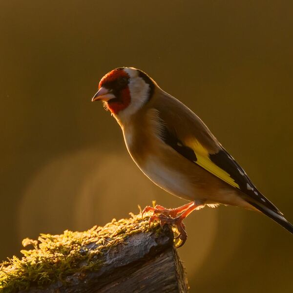 Goldfinch 9187