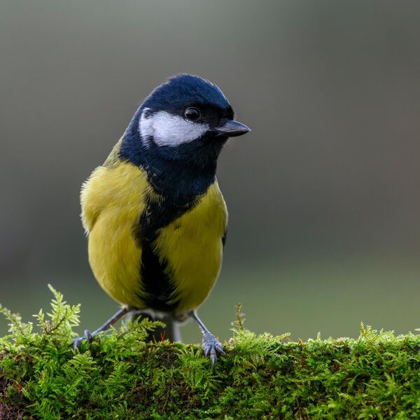 Great Tit 0937