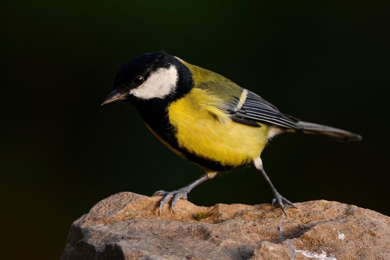 Great Tit 5978