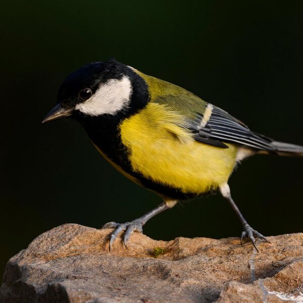 Great Tit 5978