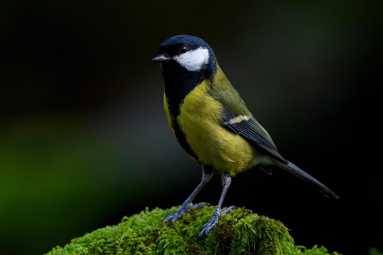 Great Tit 6131
