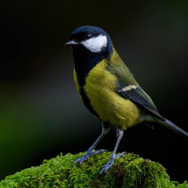 Great Tit 6131