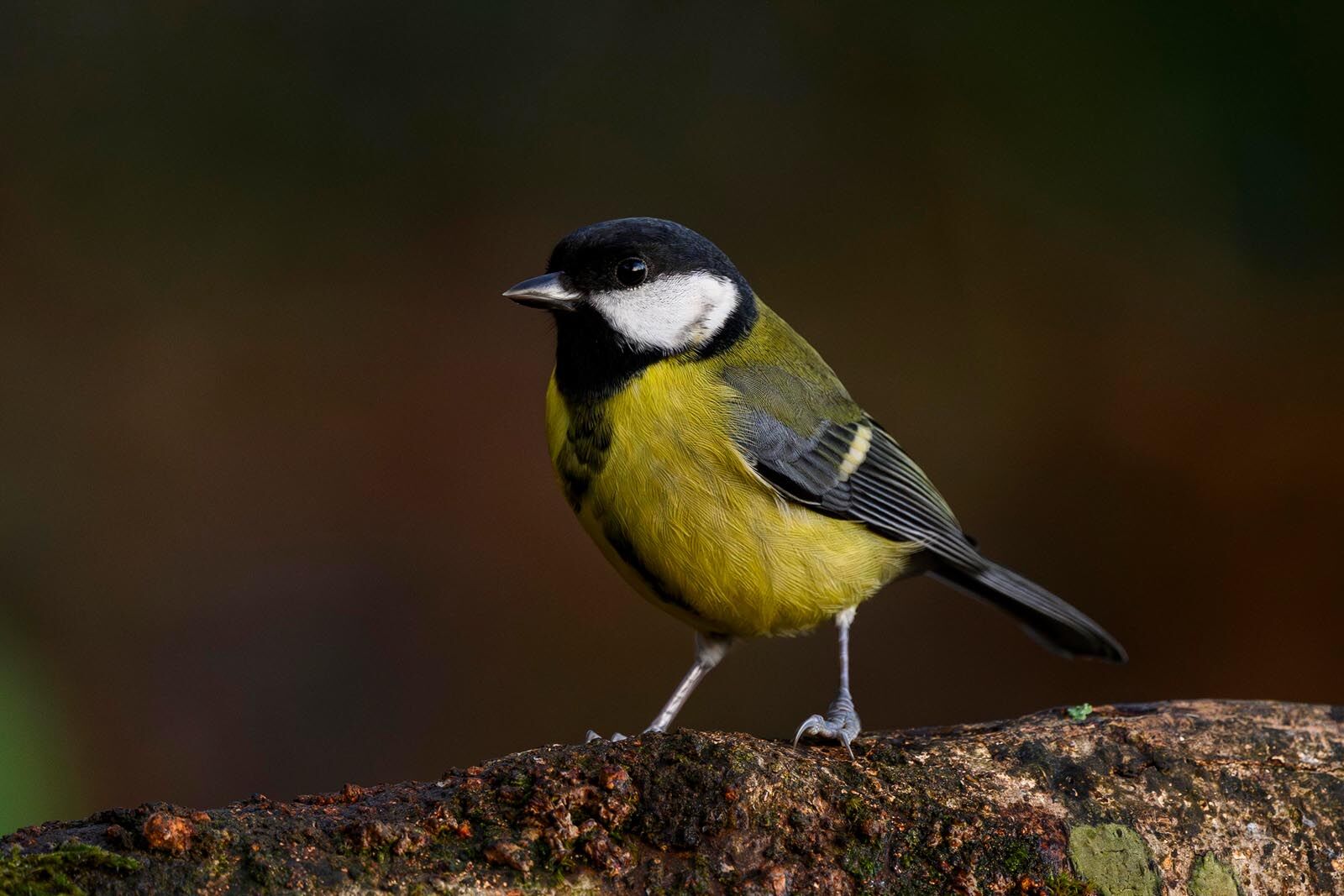 Great Tit 6009