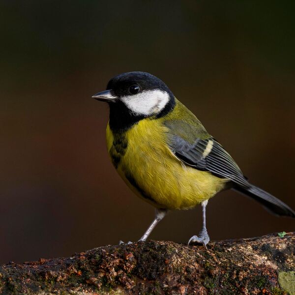 Great Tit 6009