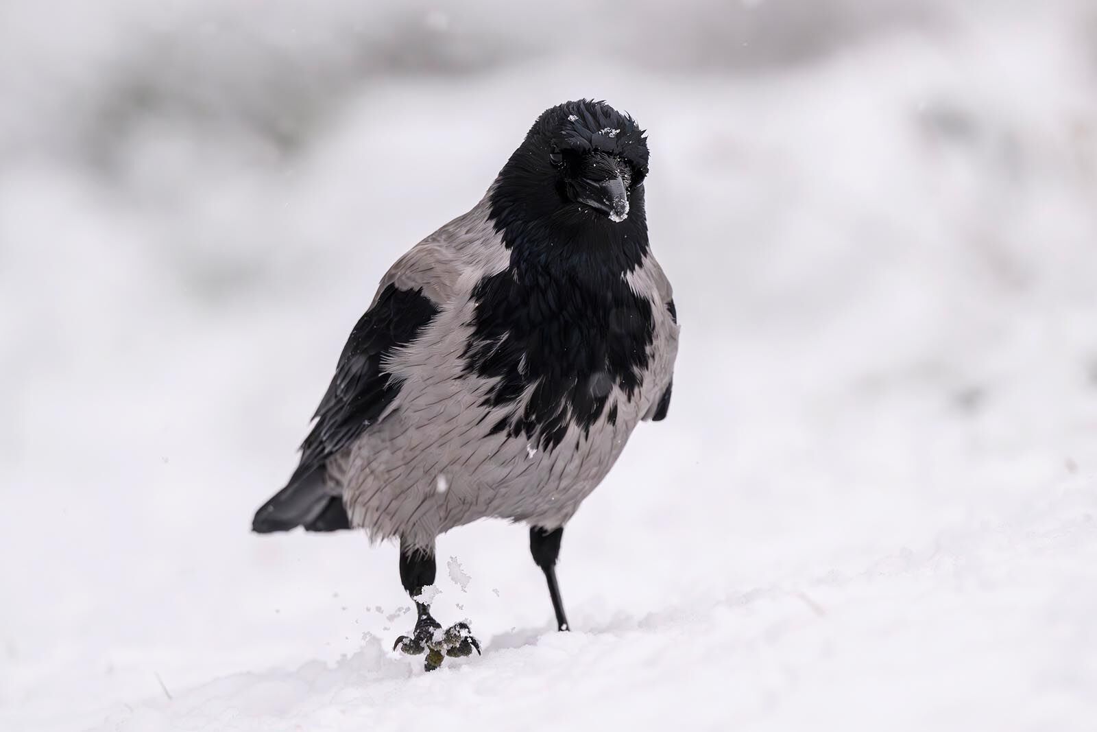 Hooded Crow 0169