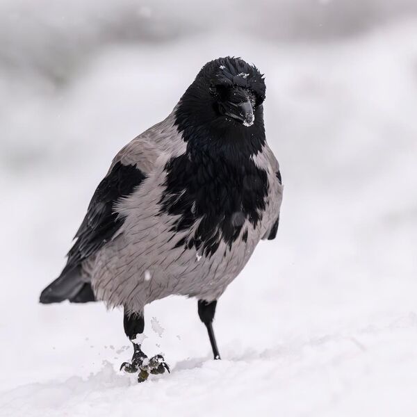 Hooded Crow 0169