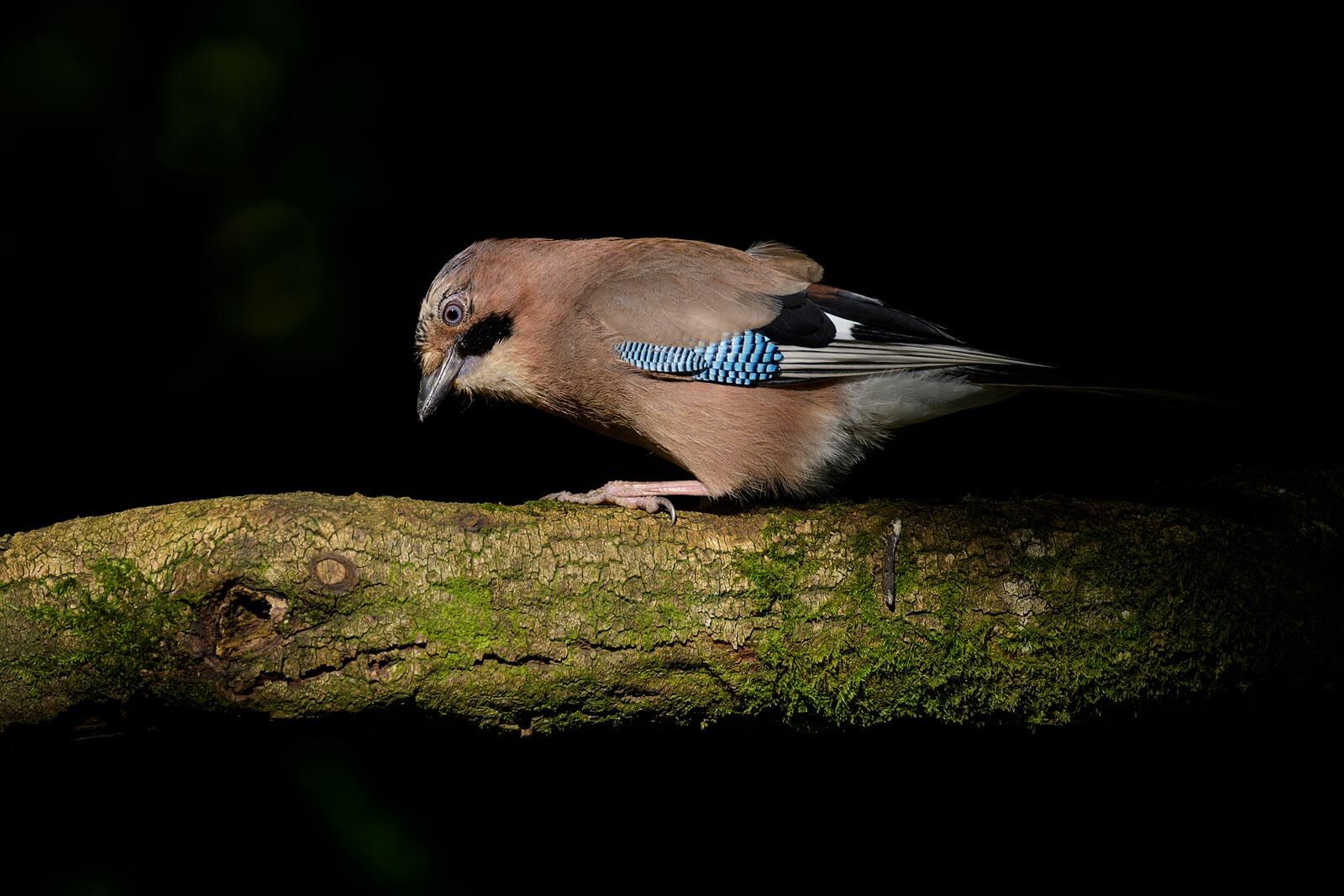 Jay 7223