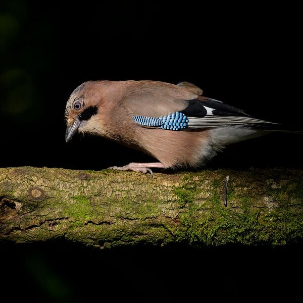 Jay 7223