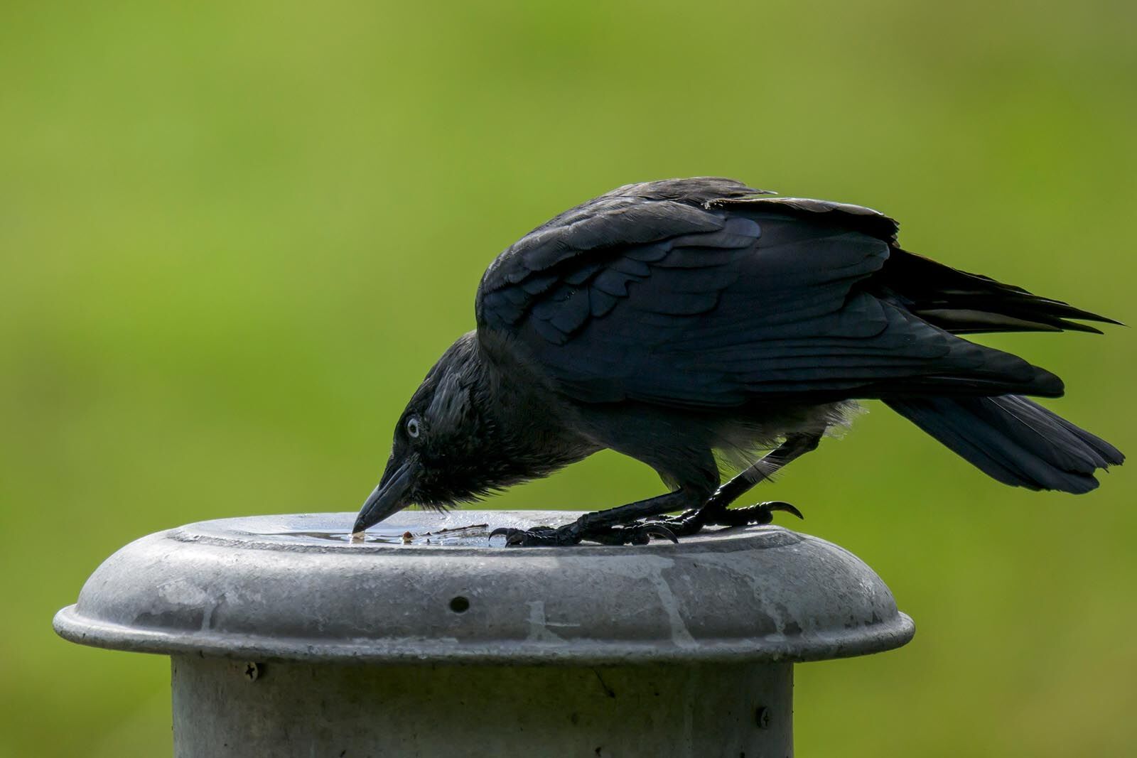Jackdaw 9703