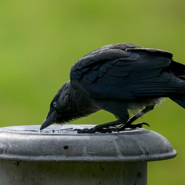 Jackdaw 9703