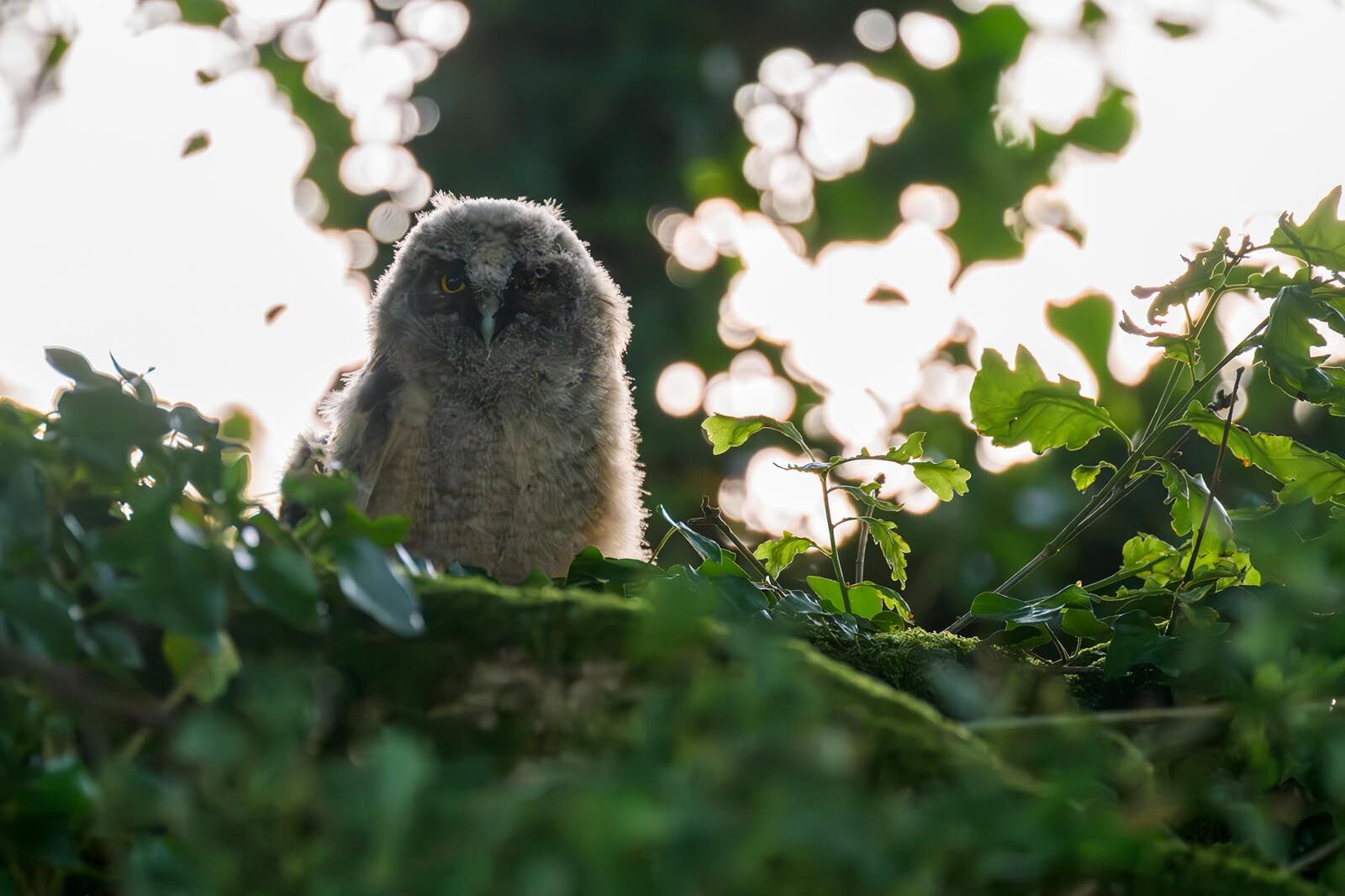 Long Eared Owl 7480