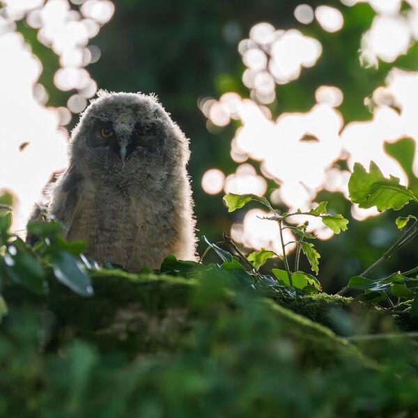 Long Eared Owl 7480