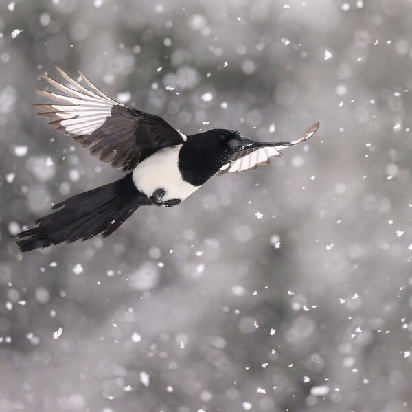 Magpie 051