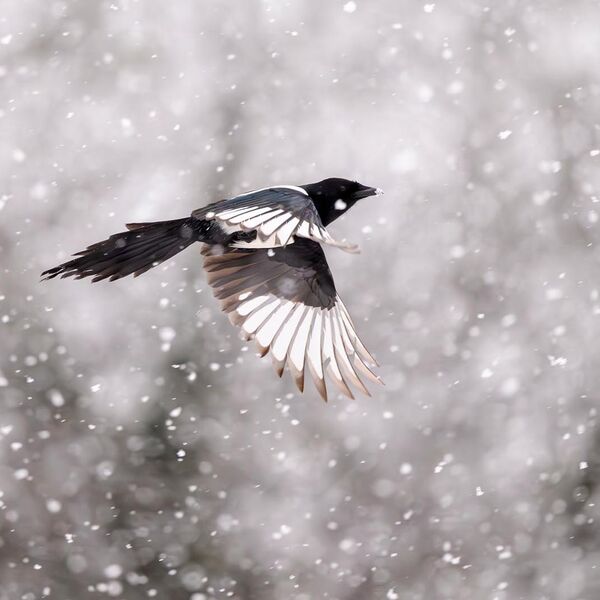 Magpie 052